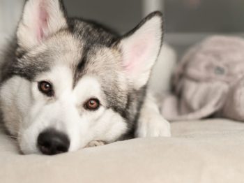 The Husky library shall not pass your brilliant code to pass on the remote git repository — the great way to improve your development workflow. - WP Punk