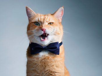 How to use WordPress StyleSheets(Stylelint) Coding Standards - WP Punk Stylelint is a simple tool that can significantly improve StyleSheets in your project. A tremendous amount of CSS rules make your code consistent and readable. - WP Punk